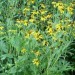 Cutleaf Coneflower